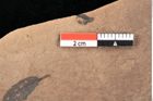 Foto (Detailsansicht) von Quercus palaeoilex Ettingshausen (NHMW-GEO-2024-0188-0834)
